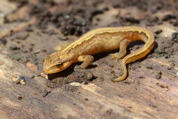 kleine watersalamander (lissotriton vulgaris) 10-2024 1233
